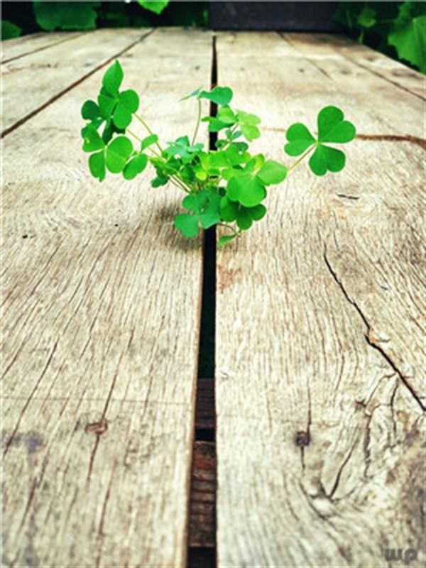 最近微信很火的爱情说说句句精辟洒脱!